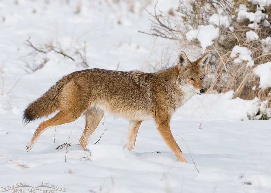 Wintry day Coyote, Antelope Island State Park, Davis County, Utah