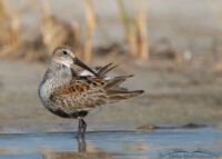 Dunlin in breeding plumage, Fort De Soto County Park, Pinellas County, Florida Dunlin in breeding plumage, Fort De Soto County Park, Pinellas County, Florida