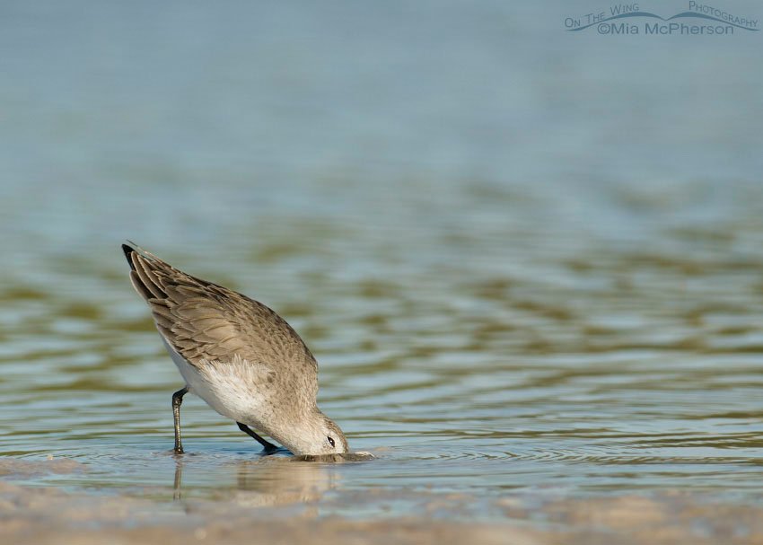 Dunlin digging in the mud for prey, Fort De Soto County Park, Pinellas County, Florida
