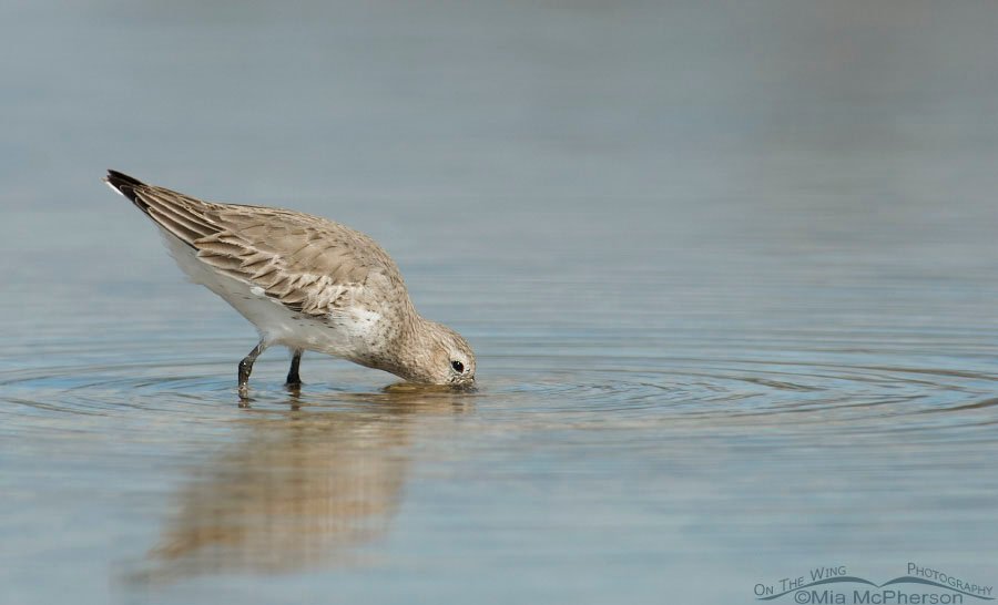 Dunlin searching for prey in a quiet lagoon, Fort De Soto County Park, Pinellas County, Florida