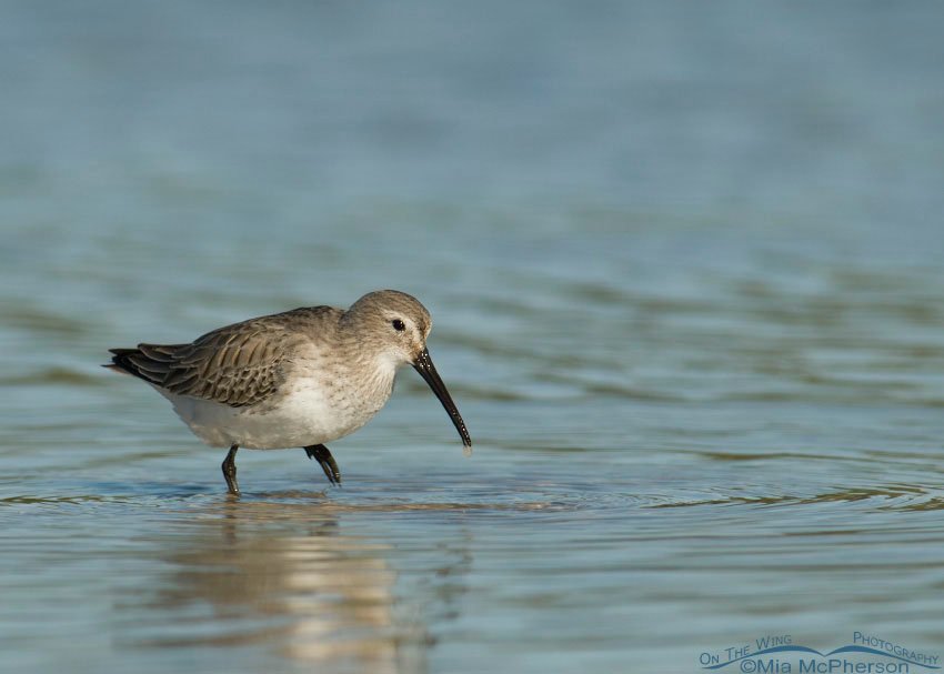 Foraging Dunlin, Fort De Soto County Park, Pinellas County, Florida