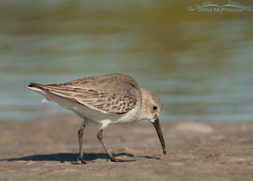 Dunlin feeding on a lagoon shoreline, Fort De Soto County Park, Pinellas County, Florida
