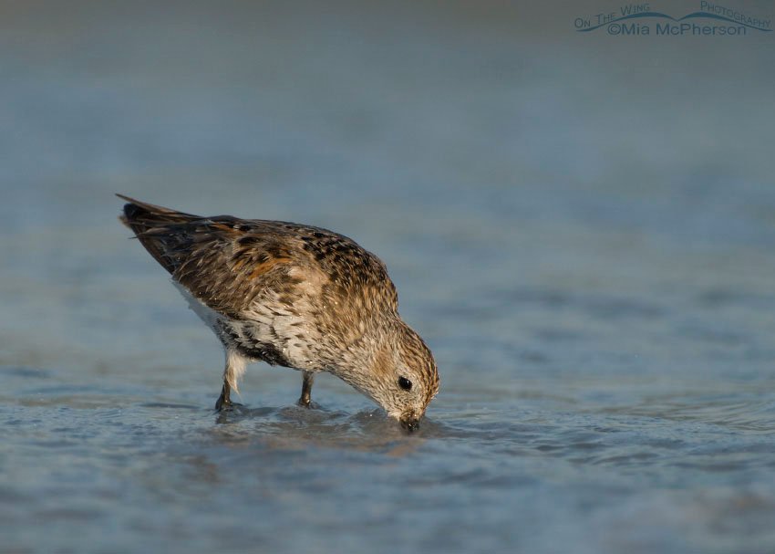 Dunlin feeding in the waves of the Gulf of Mexico, Fort De Soto County Park, Pinellas County, Florida