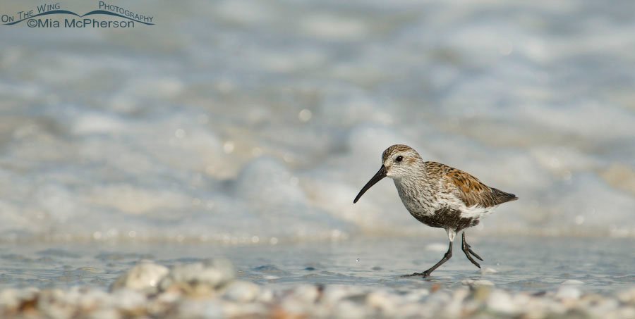 Dunlin running along the shore of the Gulf, Honeymoon Island State Park, Pinellas County, Florida