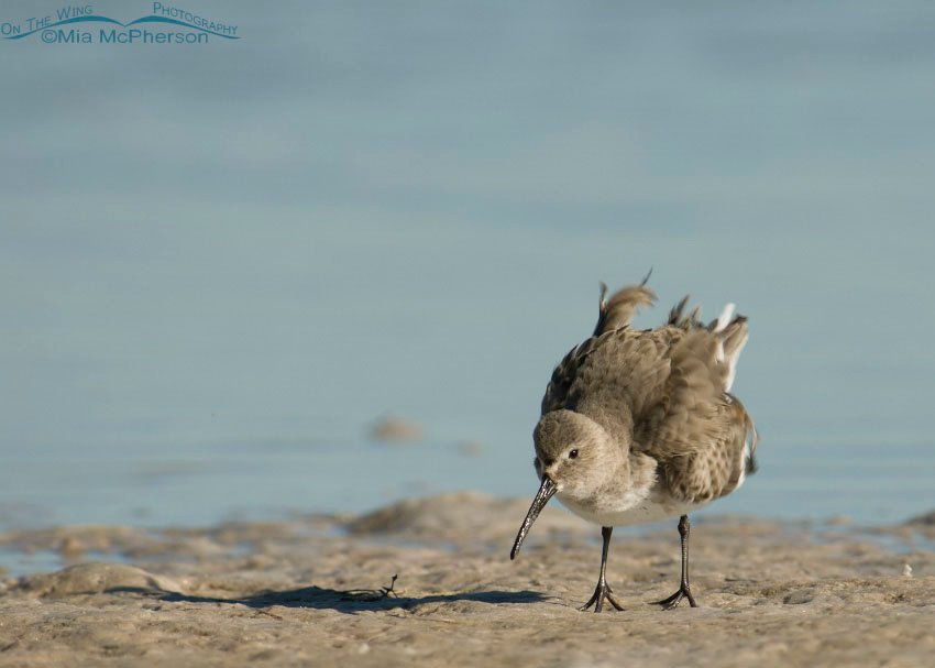 Dunlin shaking, Fort De Soto County Park, Pinellas County, Florida