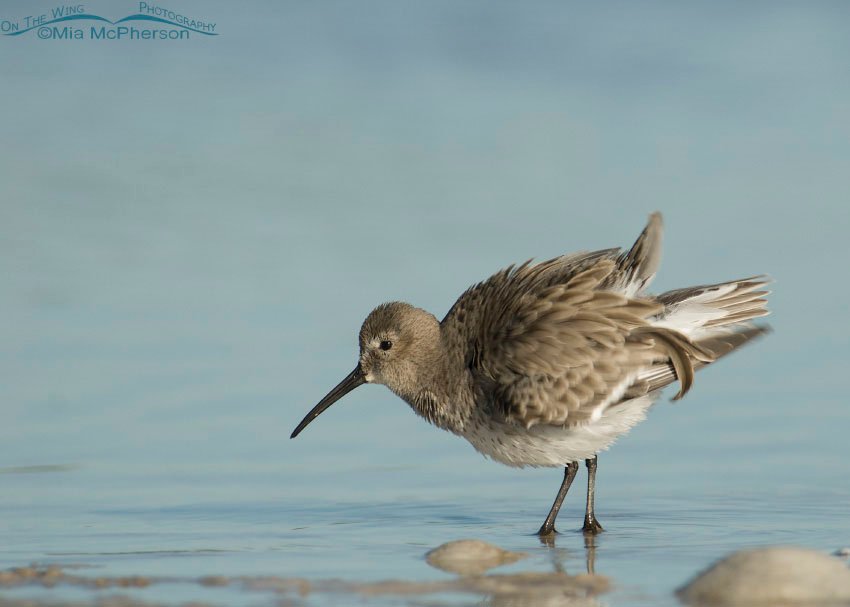 Dunlin fluffing, Fort De Soto County Park, Pinellas County, Florida
