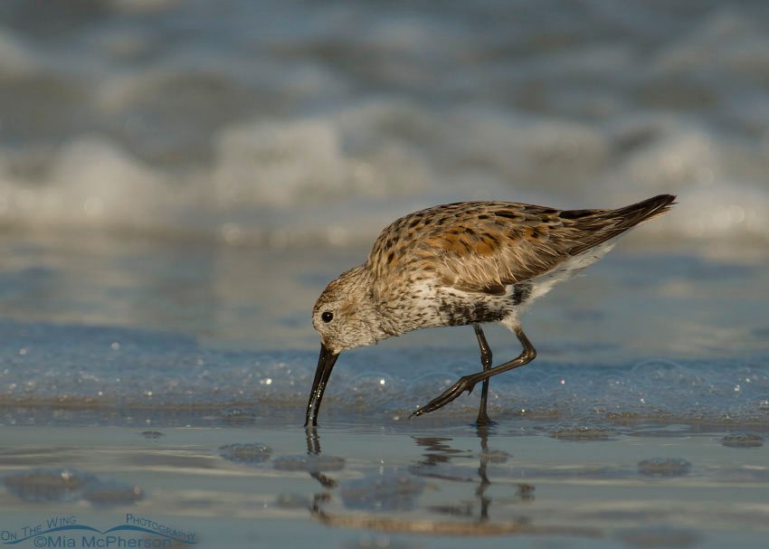 Dunlin feeding in the surf, Fort De Soto County Park, Pinellas County, Florida