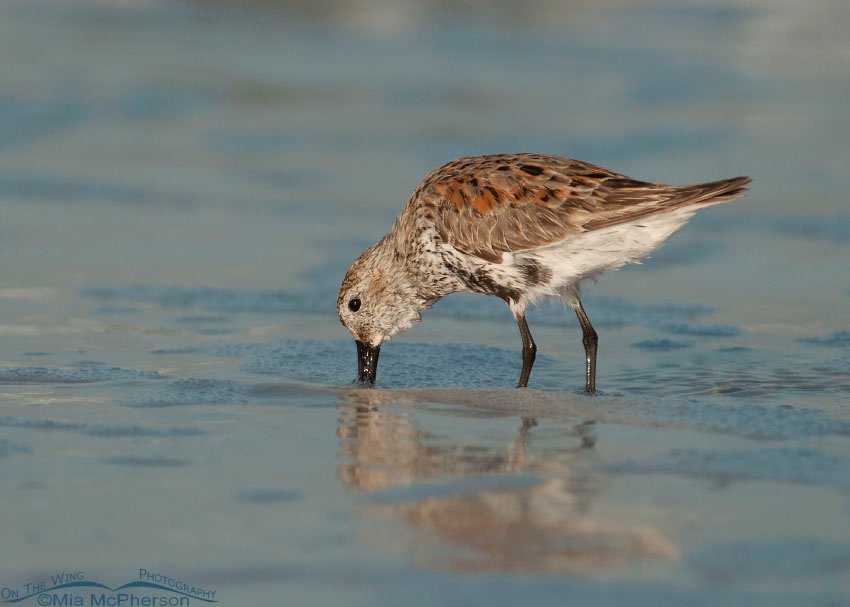 Dunlin starting to go into breeding plumage, Fort De Soto County Park, Pinellas County, Florida