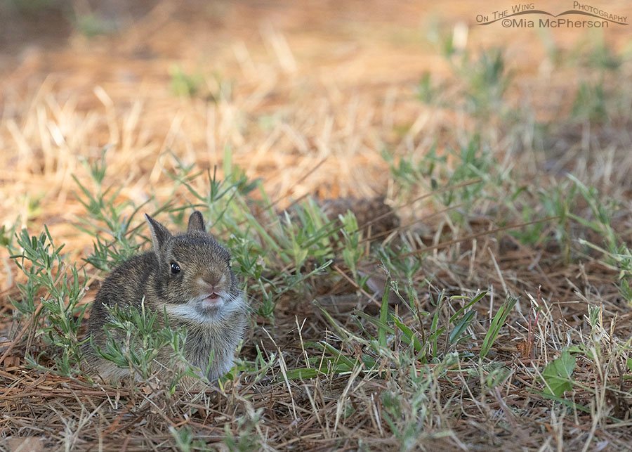Baby Eastern Cottontail Rabbit in Arkansas, Sebastian County