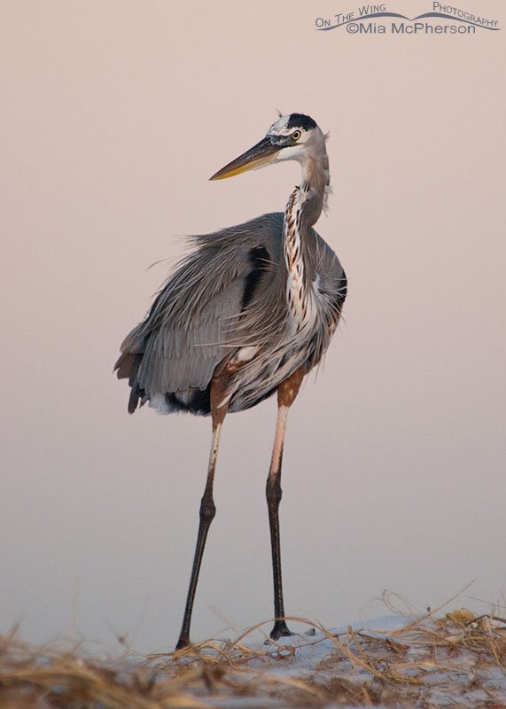 Great Blue Heron - Pre-dawn light with Earth Shadow, Fort De Soto County Park, Pinellas County, Florida