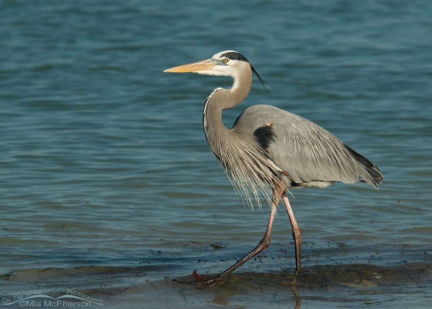 Great Blue Heron in the Gulf of Mexico at Fort De Soto County Park, Pinellas County, Florida