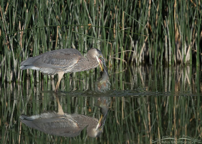 Great Blue Heron and a large Carp at Bear River Migratory Bird Refuge, Box Elder County, Utah