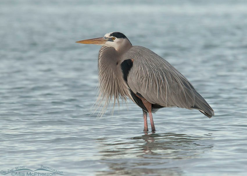 Calm Great Blue Heron at Fort De Soto County Park, Pinellas County, Florida