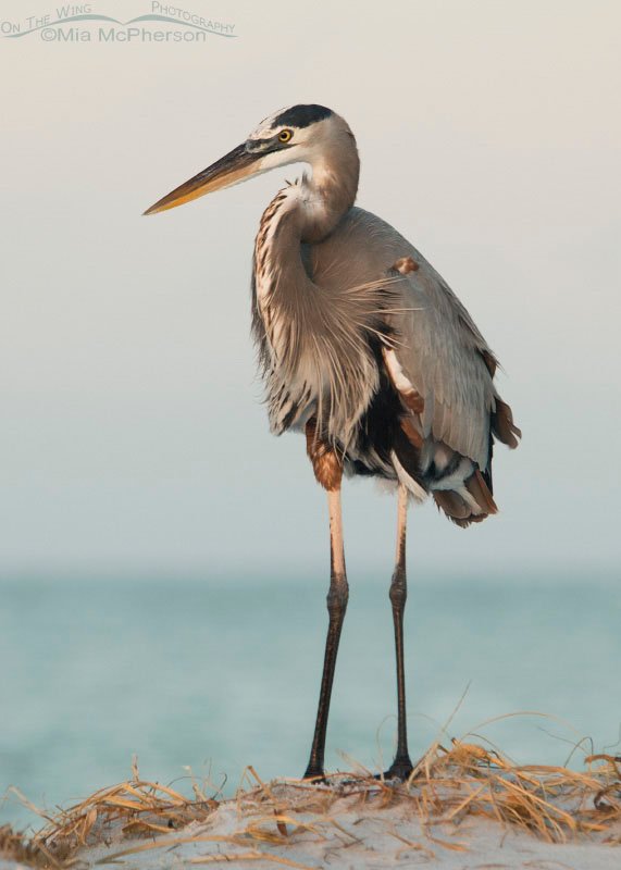 Great Blue Heron in very early morning light, Fort De Soto County Park, Pinellas County, Florida