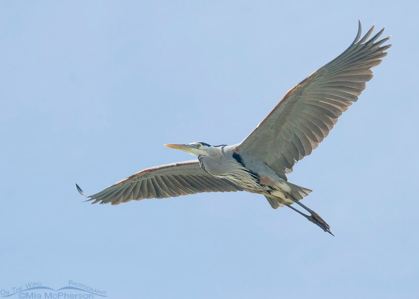 Great Blue Heron fly over at Fort De Soto, Pinellas County, Florida