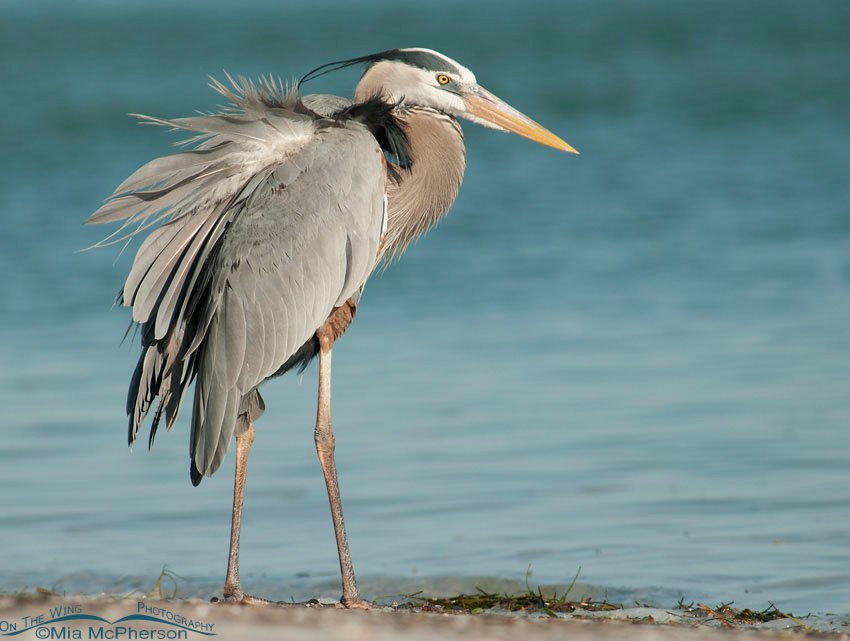 Ruffled up Great Blue Heron, Fort De Soto County Park, Pinellas County, Florida