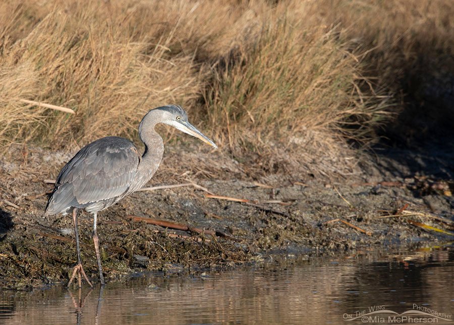 Immature Great Blue Heron foraging for breakfast, Farmington Bay WMA, Davis County, Utah