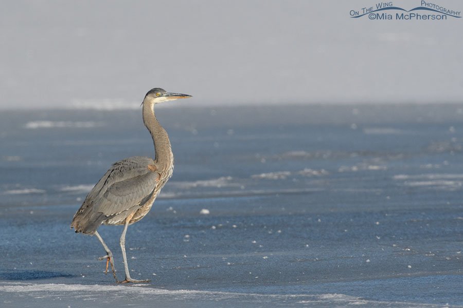 Immature Great Blue Heron walking on ice, Bear River Migratory Bird Refuge, Box Elder County, Utah