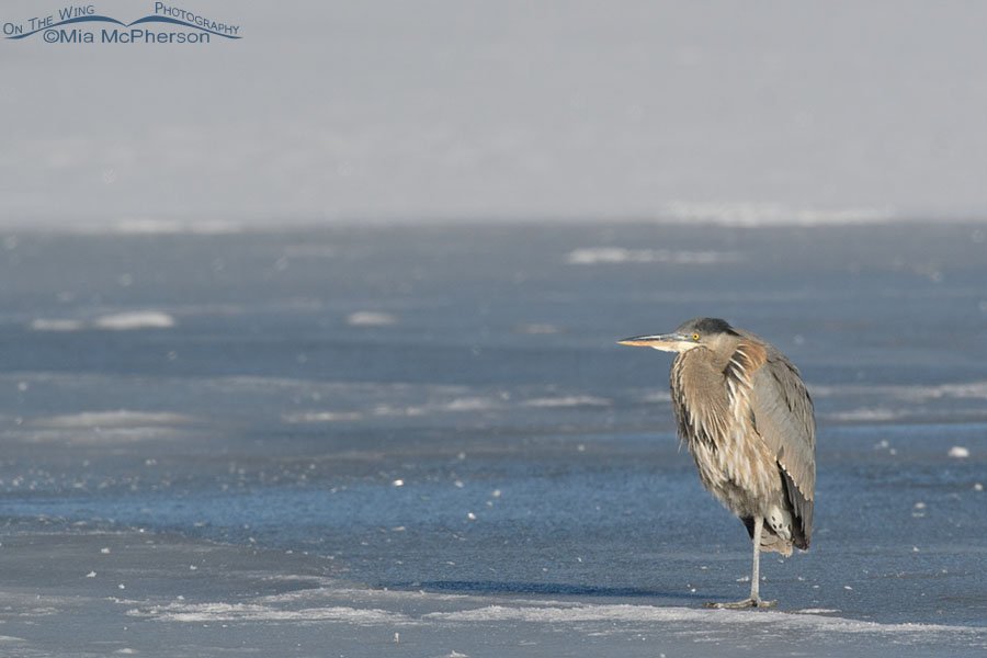 Immature Great Blue Heron at rest on ice, Bear River Migratory Bird Refuge, Box Elder County, Utah
