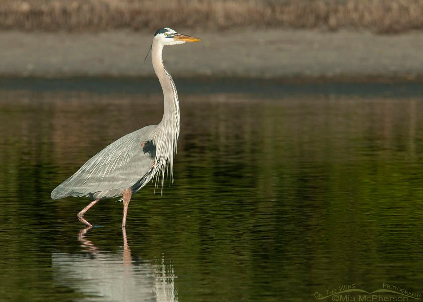 Handsome Great Blue Heron at Fort De Soto County Park, Pinellas County, Florida