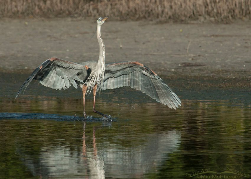 Great Blue Heron landing in a lagoon, Fort De Soto County Park, Pinellas County, Florida