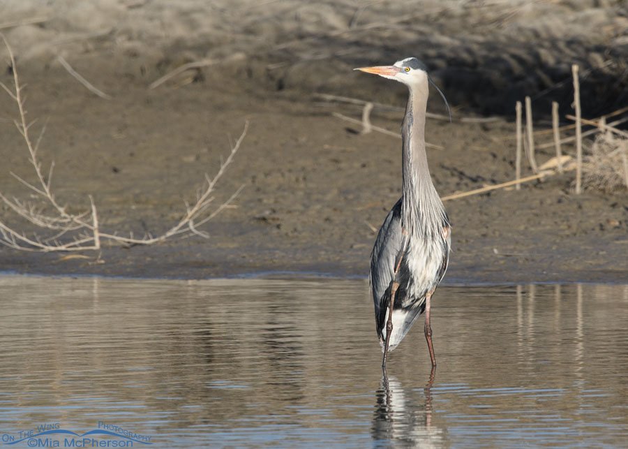 Adult Great Blue Heron in the wetlands of Bear River MBR, Box Elder County, Utah