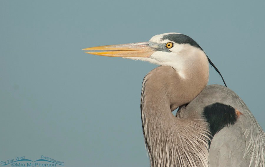 Great Blue Heron and blue sky close up, Fort De Soto County Park, Pinellas County, Florida