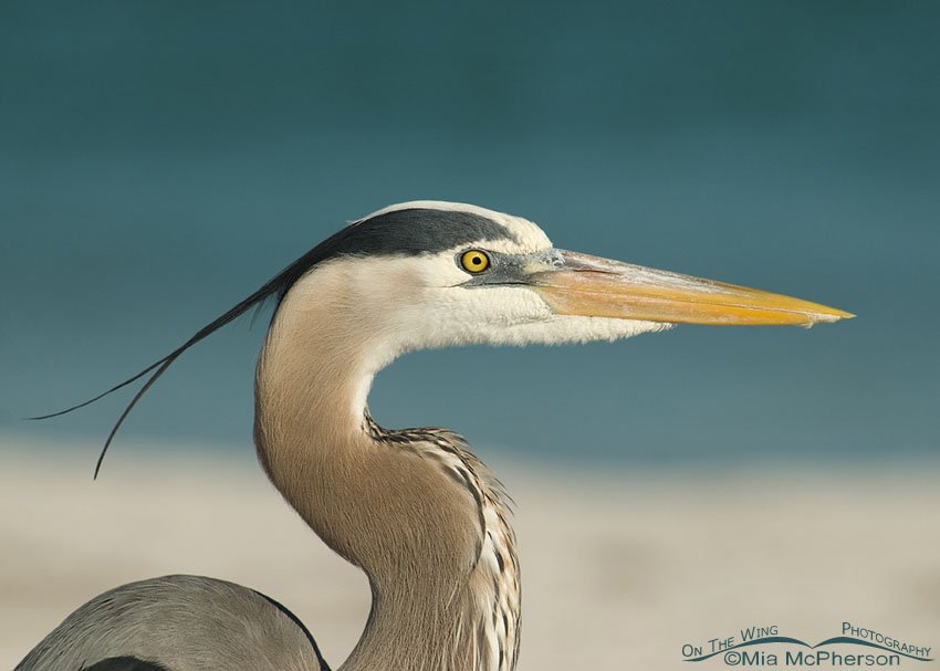 Lovely Great Blue Heron portrait, Fort De Soto County Park, Pinellas County, Florida