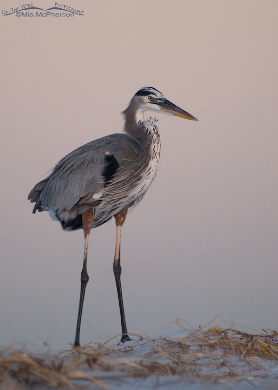 Great Blue Heron just prior to sunrise, Fort De Soto County Park, Pinellas County, Florida