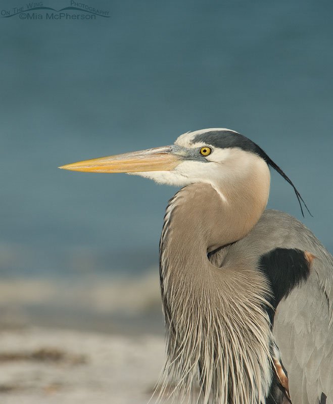 Great Blue Heron as a Surf-side Sentinel, Fort De Soto County Park, Pinellas County, Florida