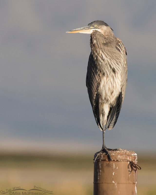 Great Blue Heron on a large post, Bear River Migratory Bird Refuge, Box Elder County, Utah