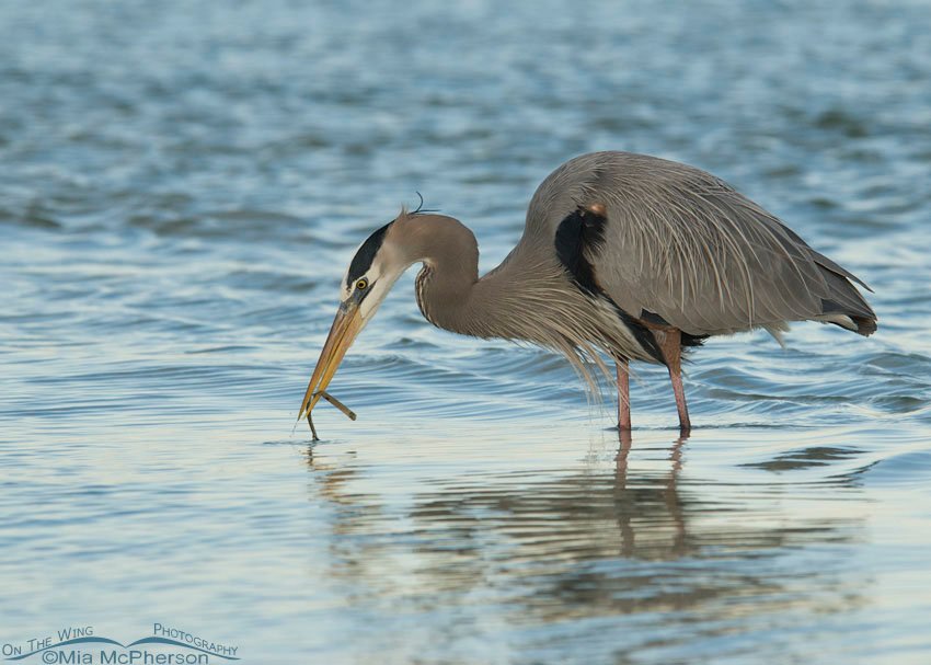 Great Blue Heron with turtle grass Great Blue Heron with turtle grass, Fort De Soto County Park, Pinellas County, Florida