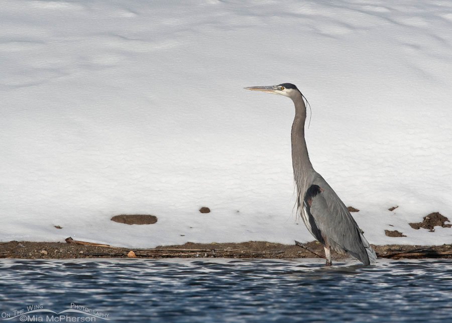 Great Blue Heron with long occipital plumes, Salt Lake County, Utah