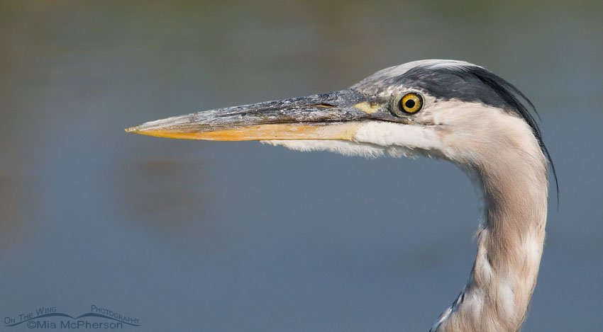 Great Blue Heron portrait at Bear River MBR, Utah