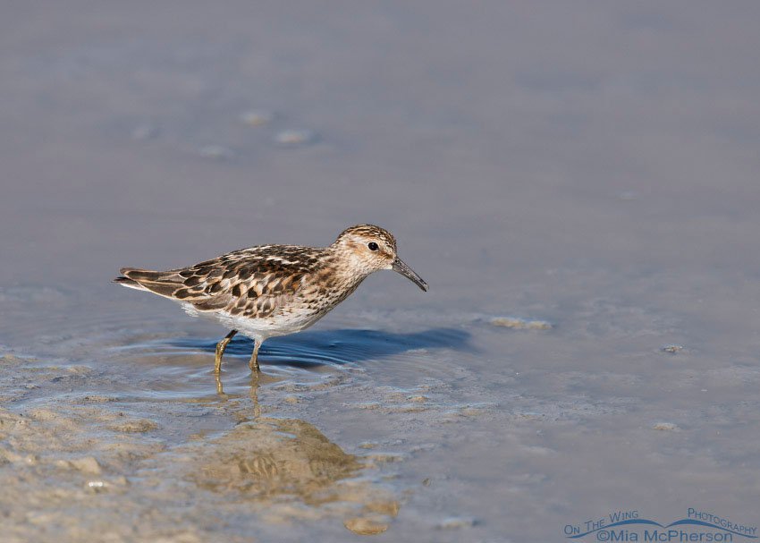 Least Sandpiper foraging in an alkali pond, Red Rock Lakes National Wildlife Refuge, Beaverhead County, Montana