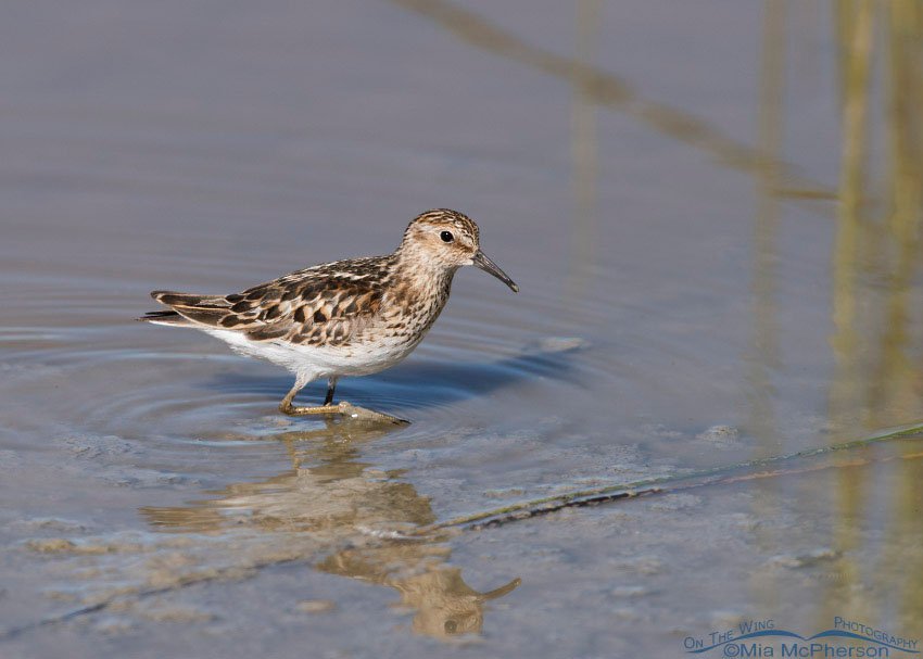 Least Sandpiper in Beaverhead County, Red Rock Lakes National Wildlife Refuge, Montana