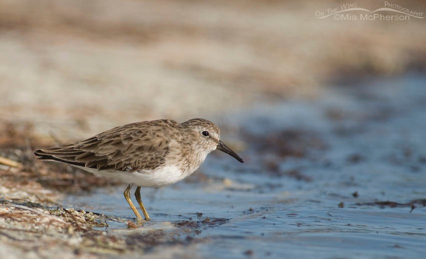 Least Sandpiper at the lagoon's edge, Fort De Soto County Park, Pinellas County, Florida