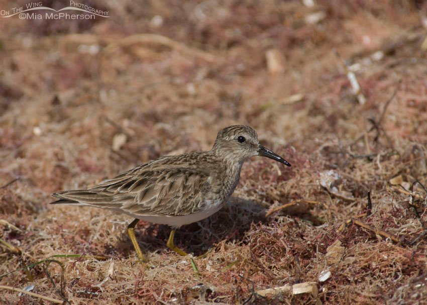 Least Sandpiper in seaweed at Honeymoon Island State Park in Pinellas County, Florida