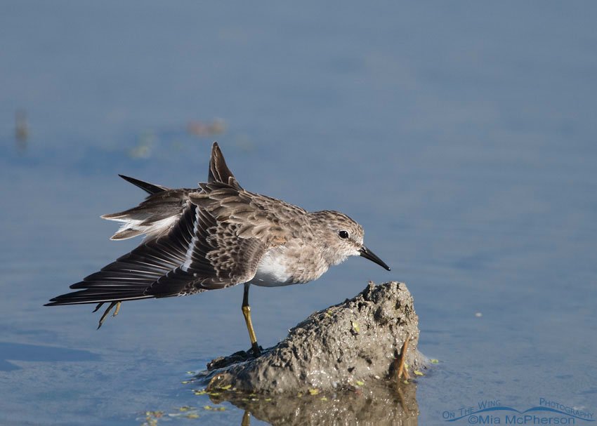 Stretching Least Sandpiper at Farmington Bay WMA, Davis County, Utah