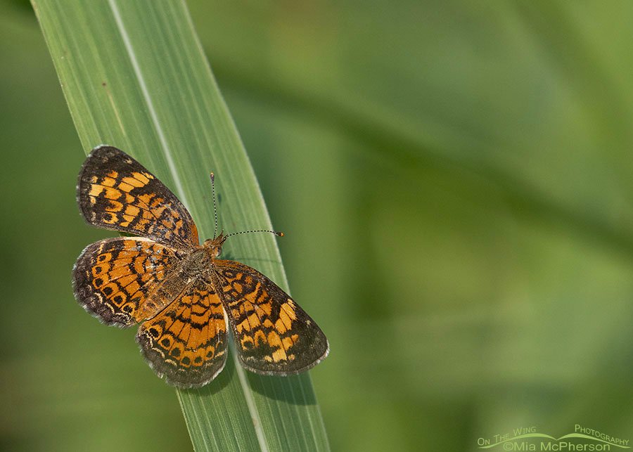 Pearl Crescent Butterfly Images