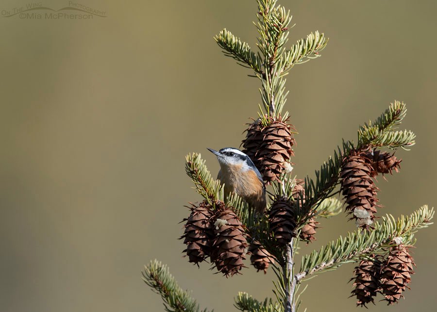 Male Red-breasted Nuthatch in golden morning light, West Desert, Tooele County, Utah