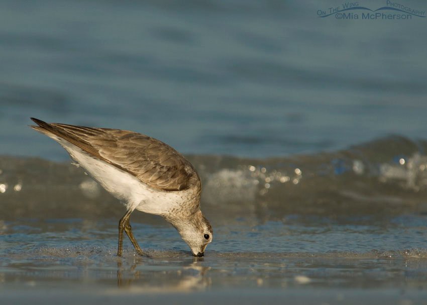 Feeding Red Knot at Fort De Soto County Park, Pinellas County, Florida