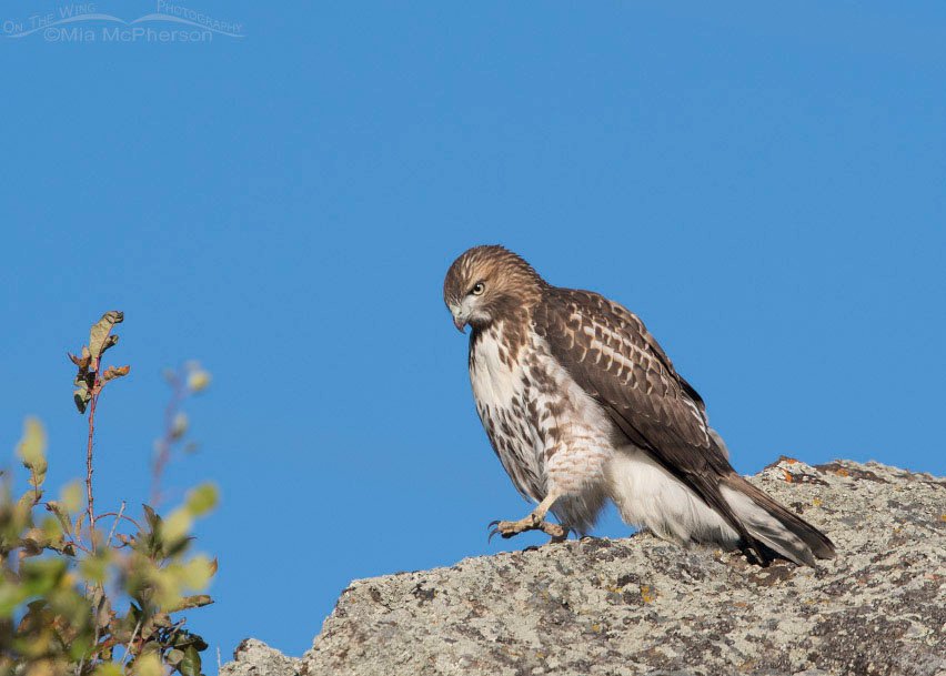 Juvenile Red-tailed Hawk walking down boulder, Clark County, Idaho