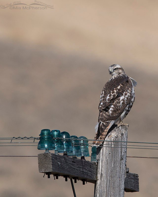 Red-tailed Hawk perched on an old telegraph pole, Clark County, Idaho