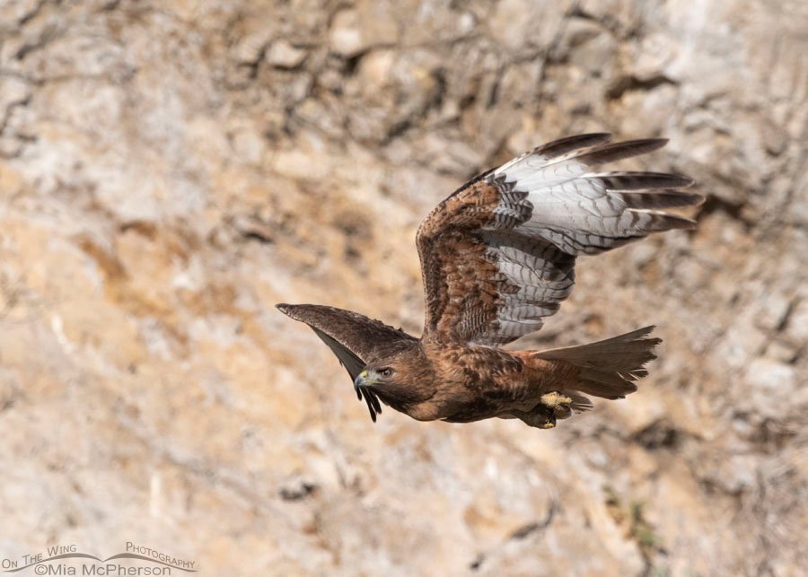 Rufous Red-tailed Hawk female flying past me, Box Elder County, Utah