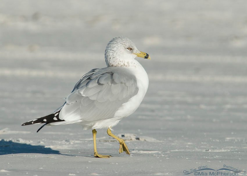 Strutting Ring-billed Gull, Fort De Soto County Park, Pinellas County, Florida