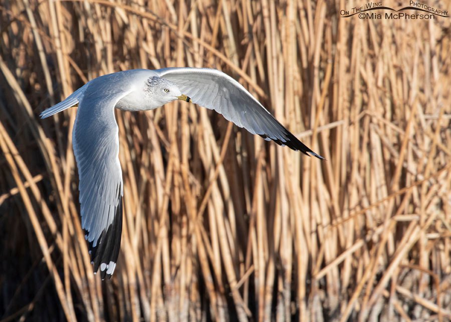 Ring-billed Gull flying in front of rushes, Farmington Bay WMA, Davis County, Utah