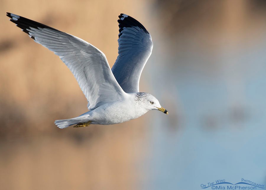 Adult Ring-billed Gull in flight on an autumn morning, Farmington Bay WMA, Davis County, Utah
