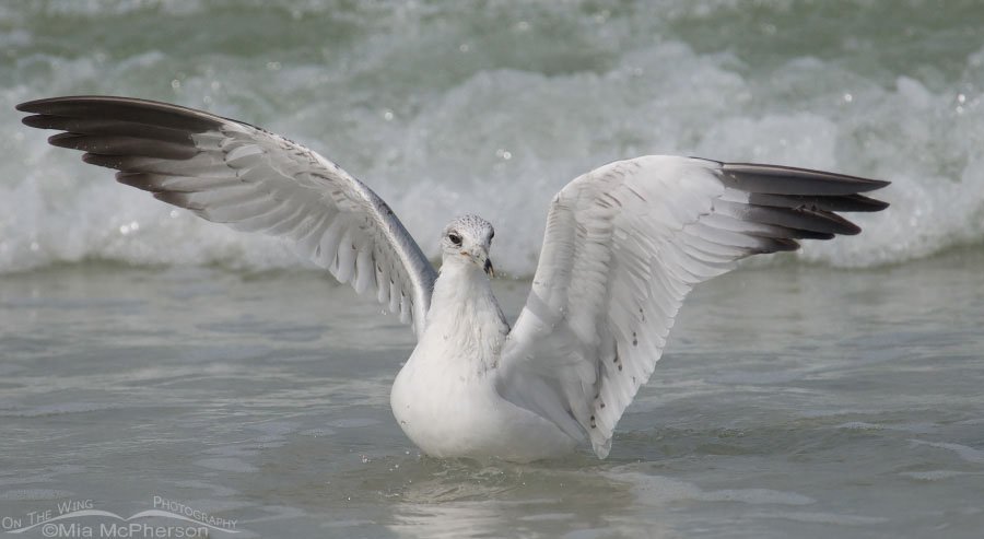 Ring-billed Gull with lifted wings, Fort De Soto County Park, Pinellas County, Florida