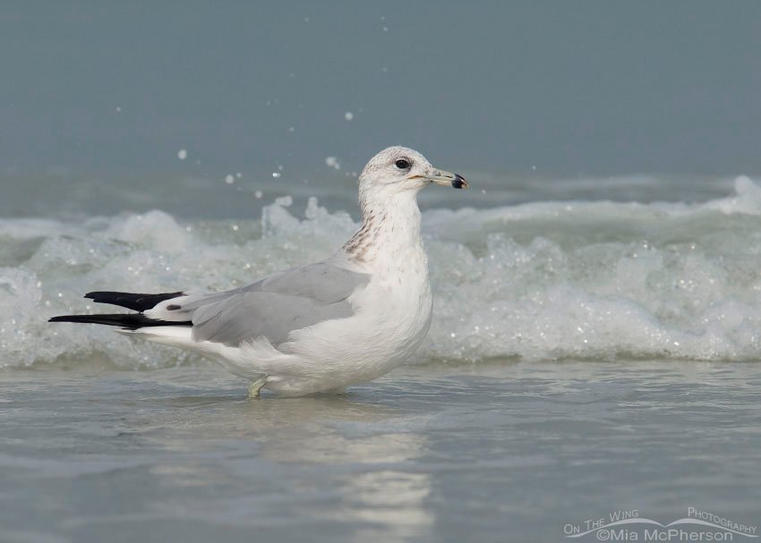 Ring-billed Gull walking in the surf, Fort De Soto County Park, Pinellas County, Florida